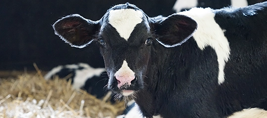 portraitaufnahme von einem schwarzbunten kalb im stall, rinder fachartikel, fuetterung, haltung, erkrankungen