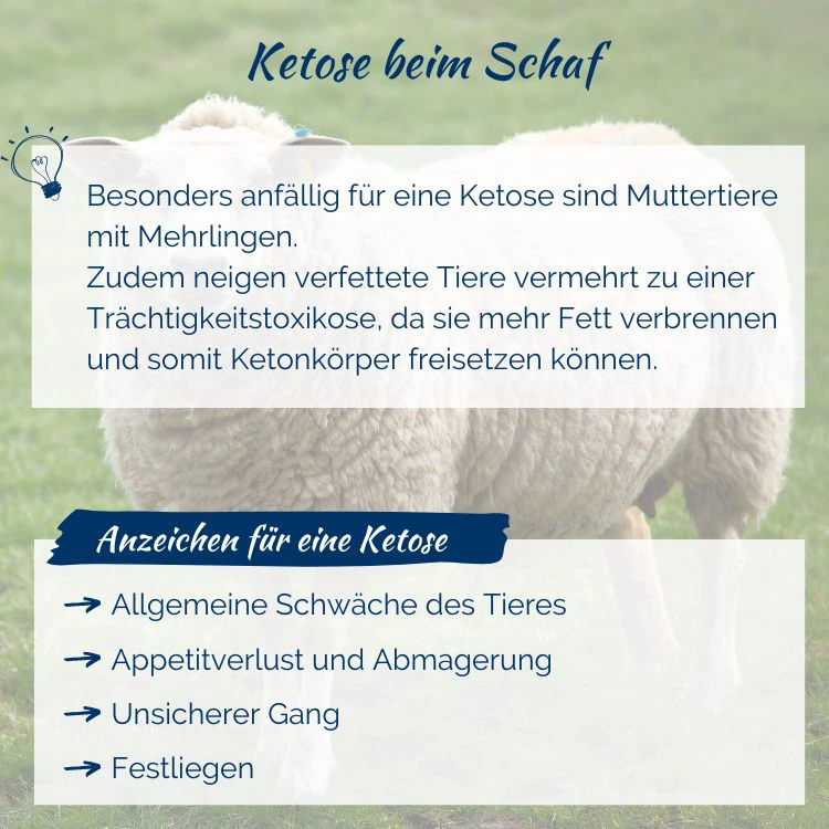 muttertiere-mehrlinge-hochträchtigkeit-trächtigkeitstoxikose-ketonkörper