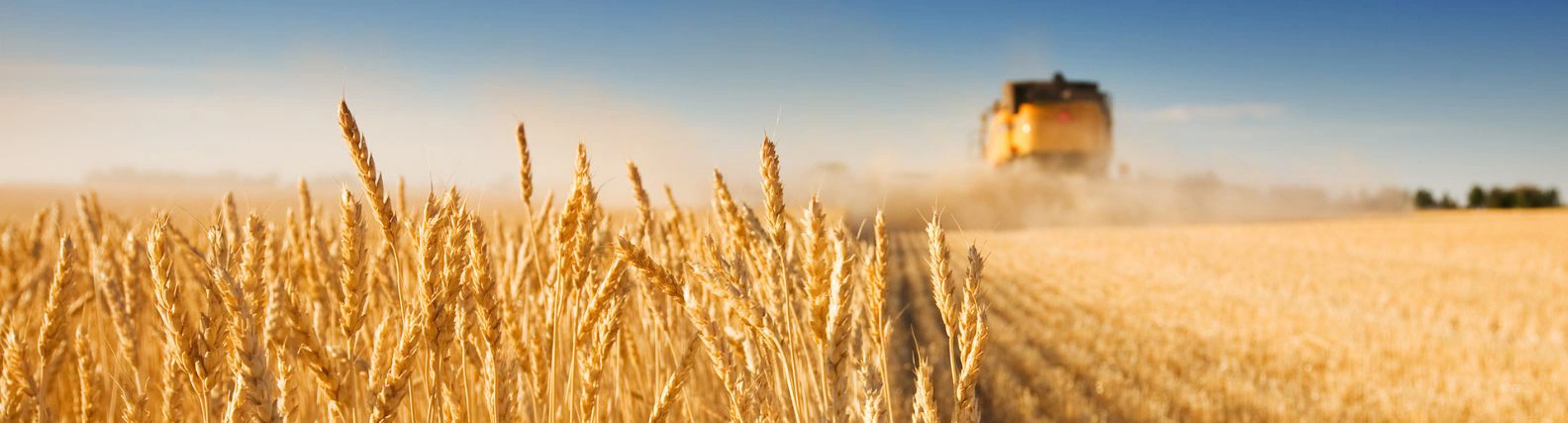 header-weizen-feld-getreide-ernte-futtermittel-stoppelfeld-acker-weizenfeld