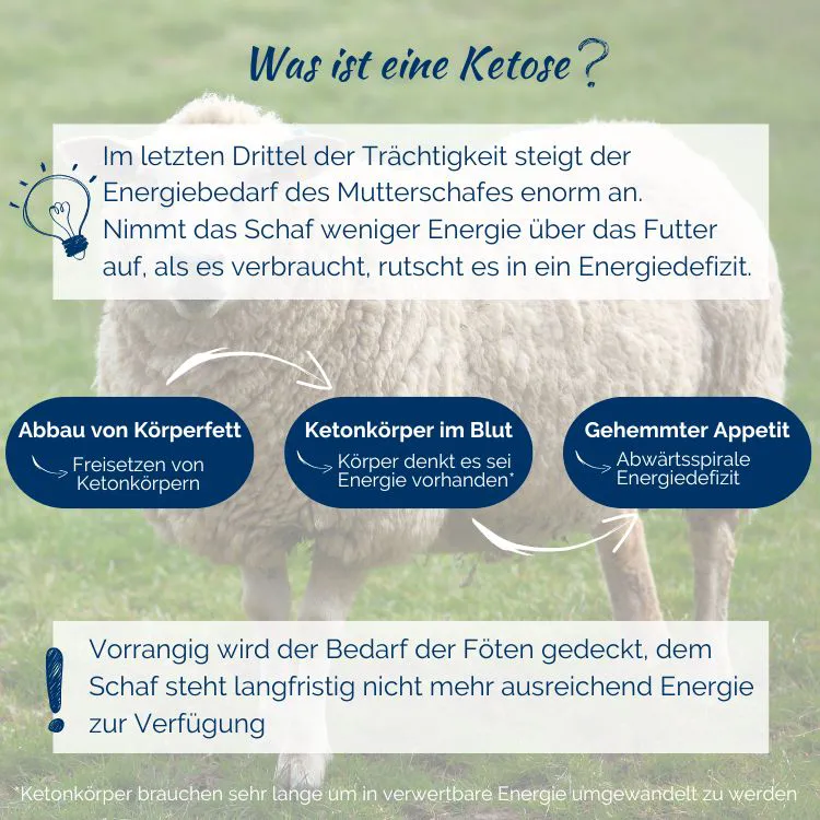 ketose-mutterschaf-schaffütterung-energiebedarf-energiedefizit-ketonkörper