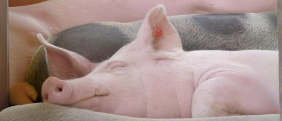 schweinefutter-kaufen-sauenfutter-mineralfutter-sauen-schweine