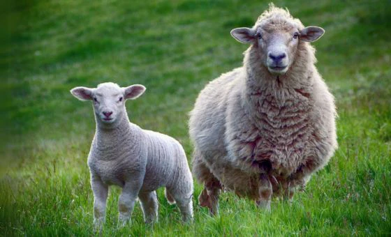 fachartikel-schafe-lammzeit-schaffütterung-fütterungskonzept-lämmer-futter