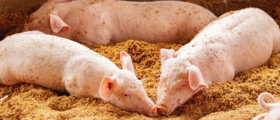 biologisches-schweinefutter-ökologische-schweinehaltung-bio-schweine