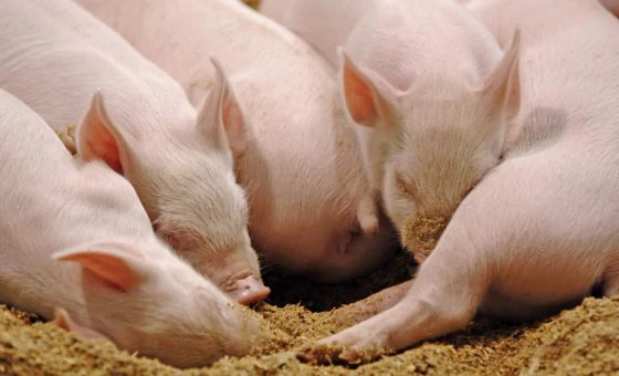 schweinefütterung-fachartikel-ferkelhusten-fütterung-ferkel-sauen-mastschweine