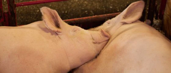 schweinemastfutter-mastfutter-schweine-mineralfutter-tierfutter-mast