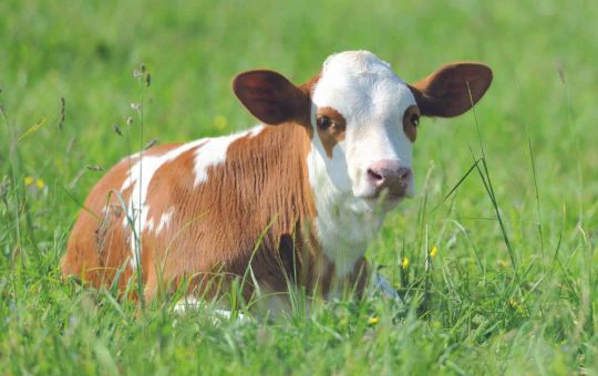 kälberhusten-fachartikel-nasskalte-jahreszeit-atemwegserkrankungen-kalb-husten