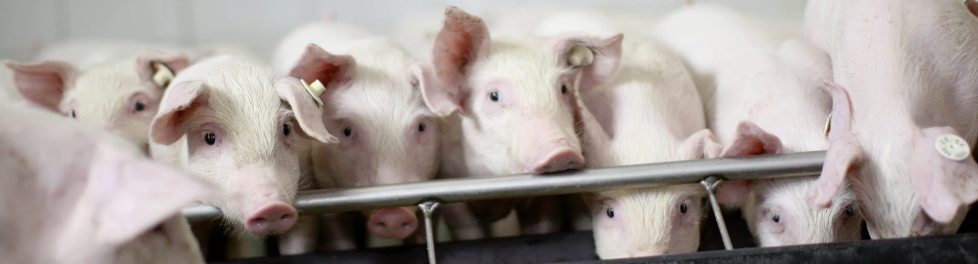 schweinefutter-mineralfutter-schweine-futterkerne-milchaustauscher-prestarter