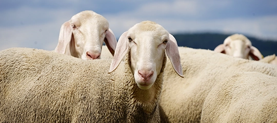 Schafe  auf der weide, fachartikel von salvana zum thema lammzeit, mutterschafe, laemmermilch, kupfer