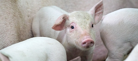 portraitaufnahme von einem ferkel, fachartikel zur tierernaehrung von schweinen, ferkeln, zuchtsauen und mastschweinen