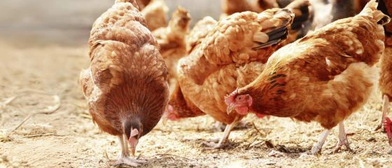 geflügel-geflügelfutter-hühner-hühnerfutter-mineralfutter-pickstein-huhn