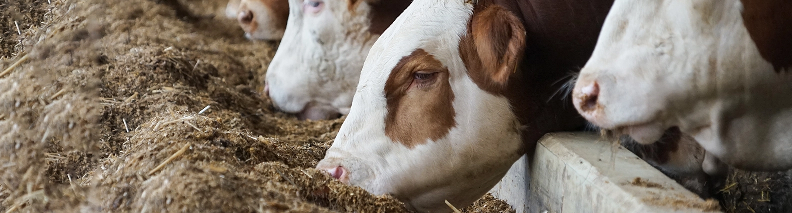 fuenf mastrinder fressen nebeneinanderstehend auf der weide, rindermastfutter und mastmineral fuer fresseraufzucht und bullenmast-Mastfutter
