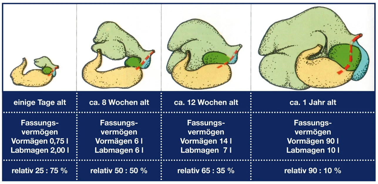 entwicklung-vormagensystem-kalb