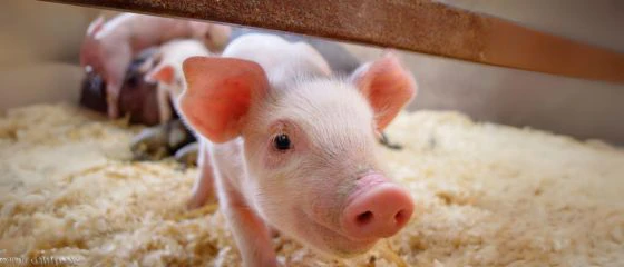 ferkelfutter-kaufen-milchaustauscher-ferkel-futter-ferkel-aufzucht