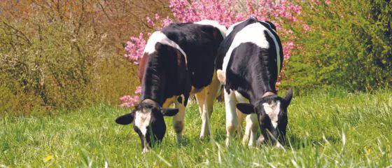 biologisches-rinderfutter-rinderhaltung-bio-ökologische-tierhaltung